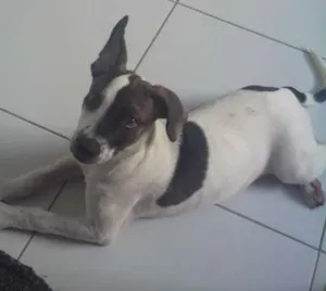 Cachorro raça não definida idade 2 a 6 meses nome BELA