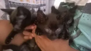 Gato raça gatos idade Abaixo de 2 meses nome sem nome