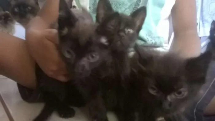 Gato ra a gatos idade Abaixo de 2 meses nome sem nome