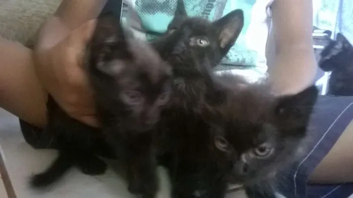 Gato ra a gatos idade Abaixo de 2 meses nome sem nome
