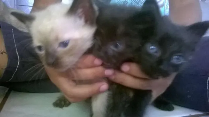 Gato ra a gatos idade Abaixo de 2 meses nome sem nome