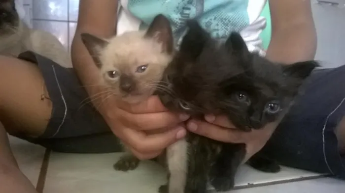 Gato ra a gatos idade Abaixo de 2 meses nome sem nome