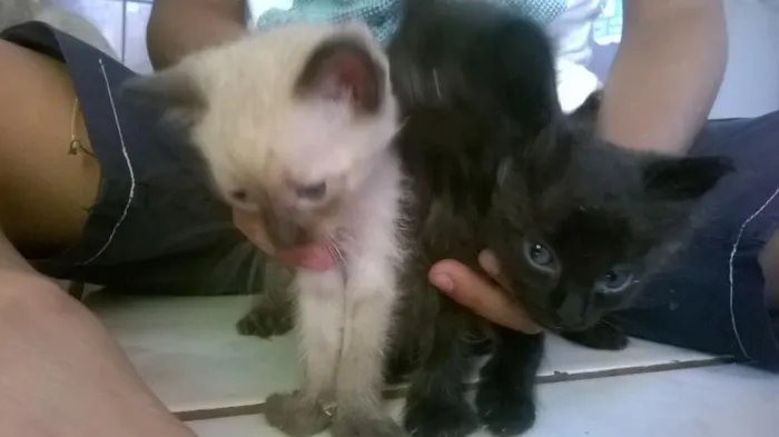 Gato ra a gatos idade Abaixo de 2 meses nome sem nome