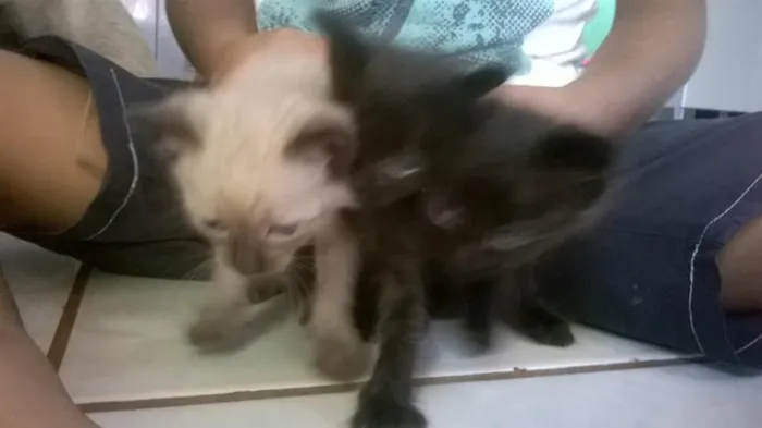 Gato ra a gatos idade Abaixo de 2 meses nome sem nome