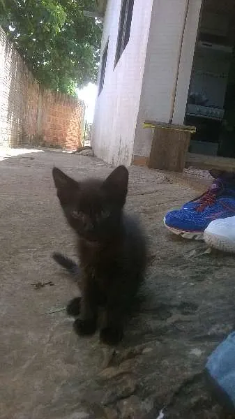 Gato ra a gatos idade Abaixo de 2 meses nome sem nome