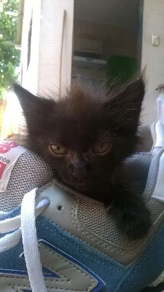 Gato ra a gatos idade Abaixo de 2 meses nome sem nome