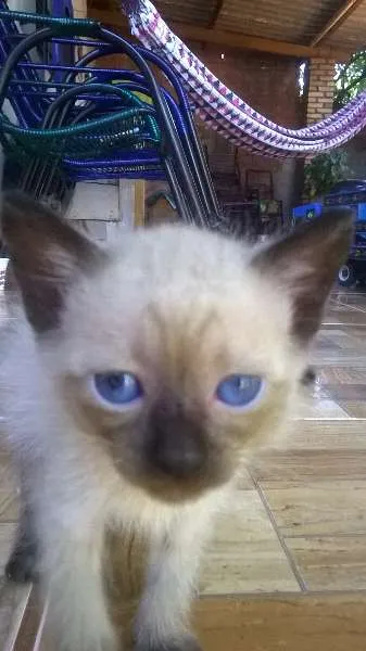 Gato ra a gatos idade Abaixo de 2 meses nome sem nome