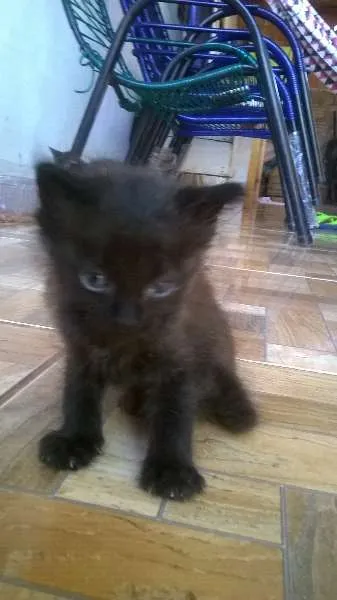 Gato ra a gatos idade Abaixo de 2 meses nome sem nome