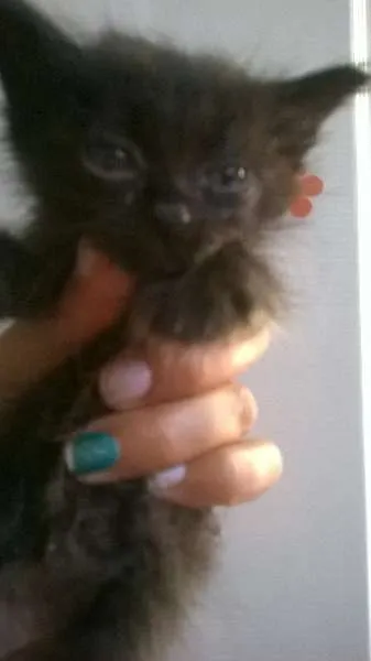 Gato ra a gatos idade Abaixo de 2 meses nome sem nome
