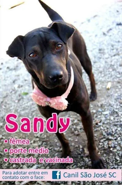 Cachorro ra a SRD idade nome Sandy (Canil SJ)