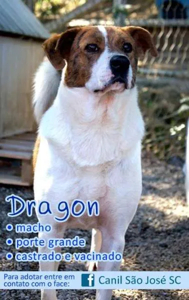 Cachorro ra a Mix São bernardo idade nome Dragon (Canil SJ) #SPC
