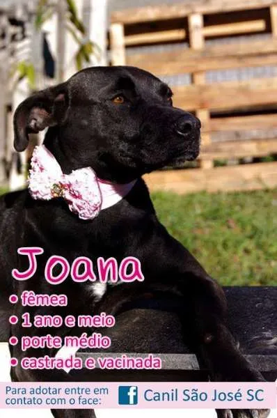 Cachorro ra a idade nome Joana (Canil SJ)