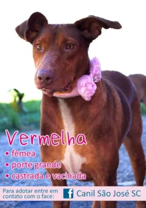 Cachorro raça  idade  nome Vermelha (Canil SJ)