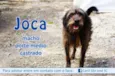 Joca (Canil SJ) #SPC