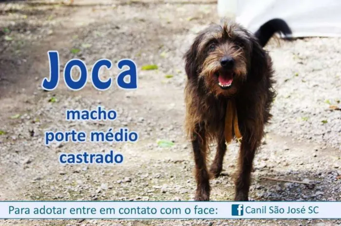 Cachorro ra a  idade  nome Joca (Canil SJ) #SPC