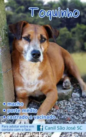 Cachorro raça  idade  nome Toquinho (Canil SJ)