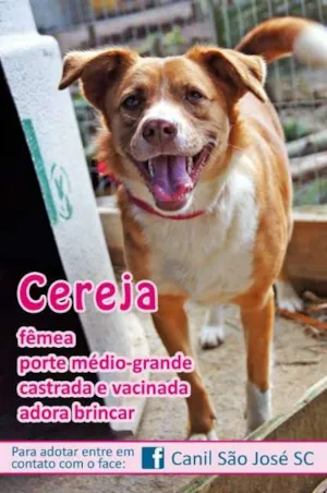 Cachorro raça  idade  nome Cereja (Canil SJ)