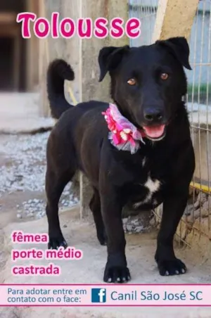 Cachorro raça  idade  nome Toulouse (Canil SJ)