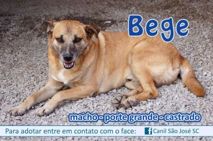 Cachorro ra a  idade  nome Bege (Canil SJ) #SPC