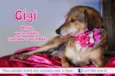 Gigi (Canil SJ) #SPC