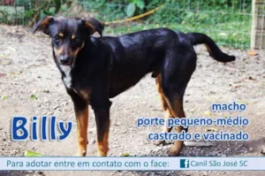 Cachorro raça  idade  nome Billy (Canil SJ) #SPC