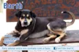 Barth (Canil SJ)