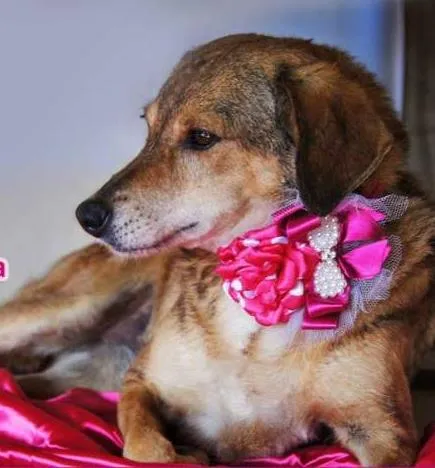 Cachorro ra a  idade  nome Gigi (Canil SJ) #SPC