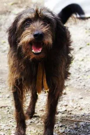 Cachorro ra a  idade  nome Joca (Canil SJ) #SPC
