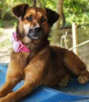 Cachorro raça  idade  nome Margo (Canil SJ) #SPC