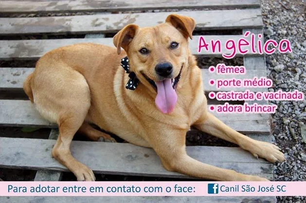 Cachorro ra a  idade  nome Angélica (Canil SJ)