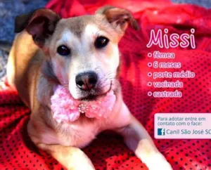 Cachorro raça  idade 7 a 11 meses nome Missi (Canil SJ)