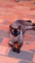Fufi