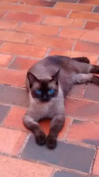 Gato ra a Siamês idade 2 anos nome Fufi