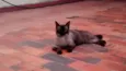 Fufi