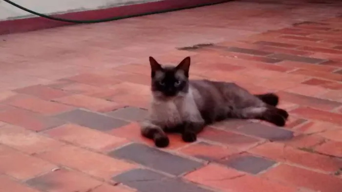 Gato ra a Siamês idade 2 anos nome Fufi