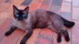Fufi