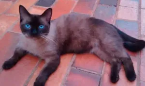 Gato raça Siamês idade 2 anos nome Fufi