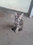 gato