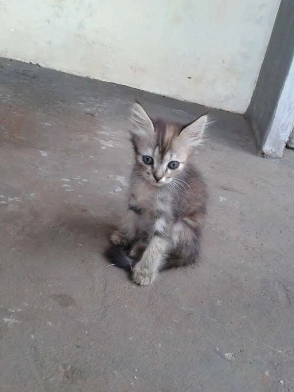 Gato ra a filhotes   idade 2 a 6 meses nome gato