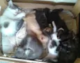 gato