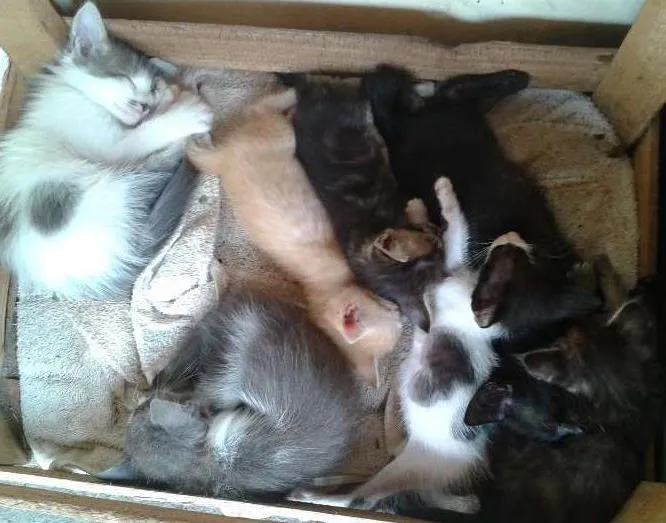 Gato ra a filhotes   idade 2 a 6 meses nome gato