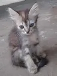 gato