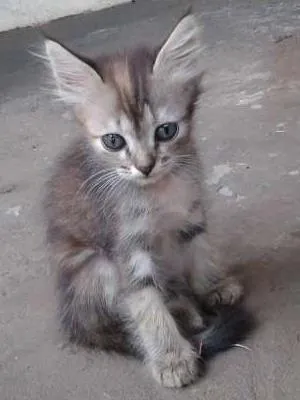 Gato ra a filhotes   idade 2 a 6 meses nome gato