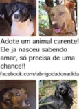 Lindos filhotes e a