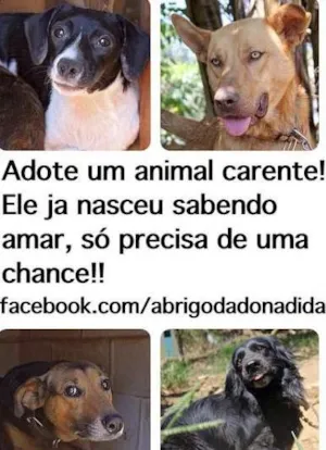 Cachorro raça Dv idade  nome Lindos filhotes e a