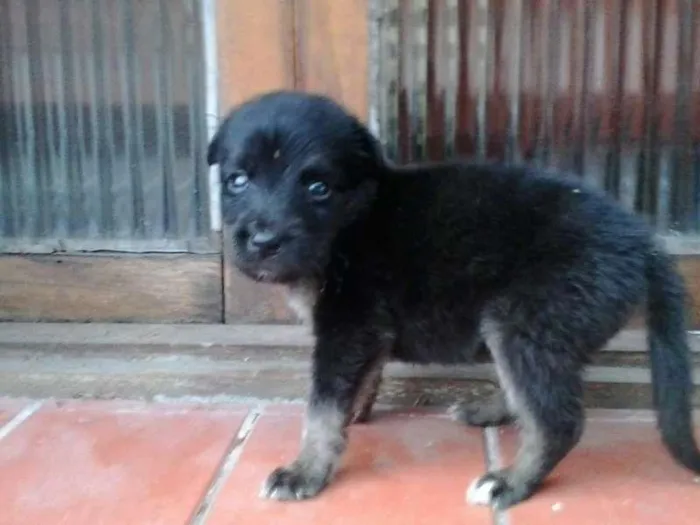 Cachorro ra a INDEFINIDA idade Abaixo de 2 meses nome SEM