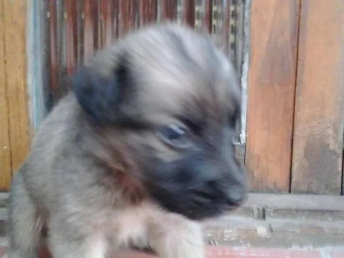 Cachorro ra a INDEFINIDA idade Abaixo de 2 meses nome SEM