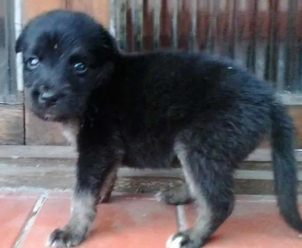 Cachorro ra a INDEFINIDA idade Abaixo de 2 meses nome SEM