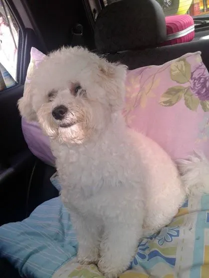 Cachorro ra a Poodle idade 2 anos nome Pietro