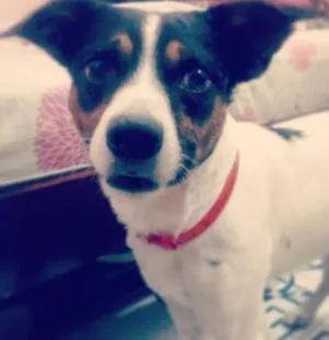 Cachorro raça fox paulistinha misturado com vira-lata idade 6 ou mais anos nome Nick